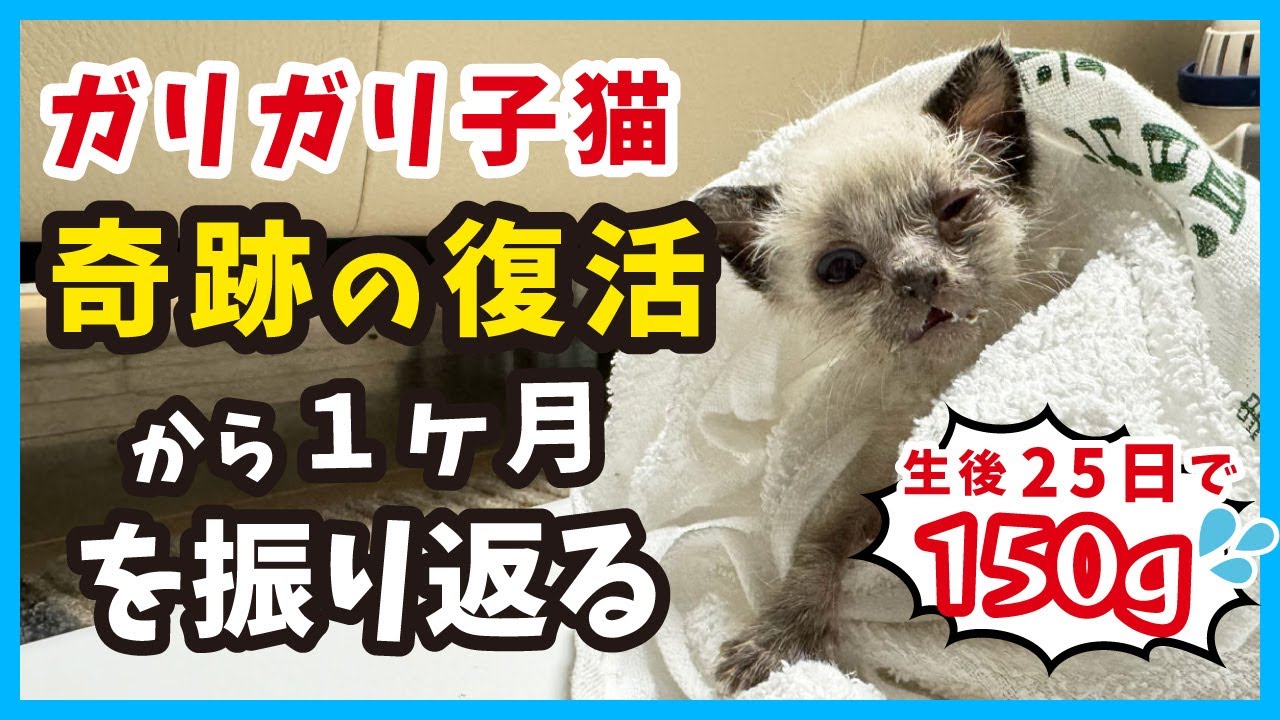 【子猫が復活】ガリガリだった体重150gから元気に成長する姿を振り返る。復活〜生後３ヶ月前まで（冬67）