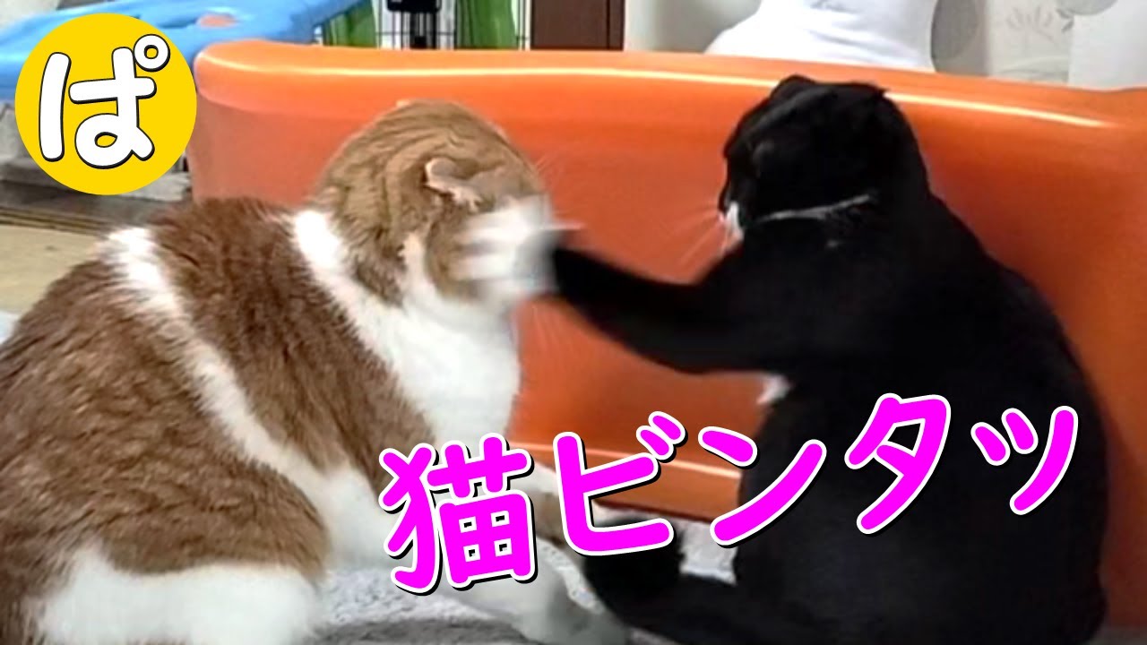 ビンタされてもめげずに毎日セクハラする先輩猫