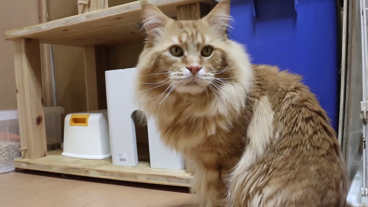 赤毛のメインクーンレッドライダー君