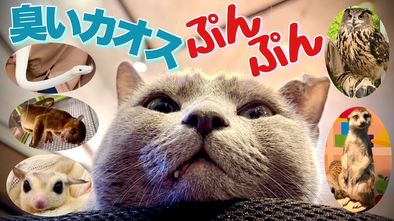 ロシアンブルー | 猫は飼い主と他動物のふれ合いを察知する？~いけもふ [Russian Blue cat Kotetsu] Can cats sense about owners cheating?
