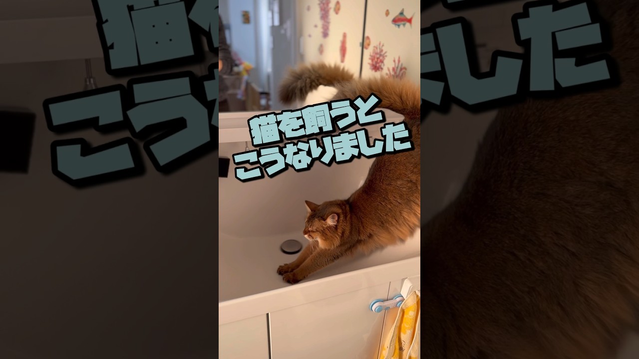 【悲報】猫を飼うとこうなりました