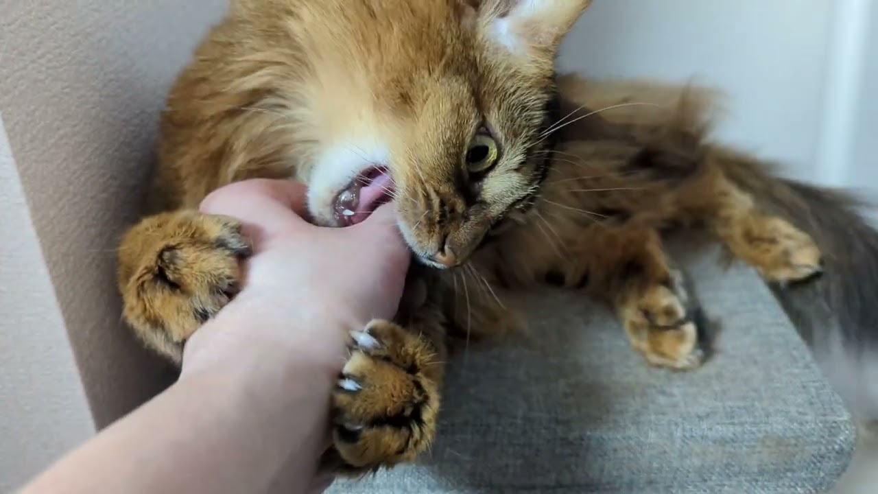【825日目】アマガミはいいんだけど爪…ｗ #ソマリ #cat