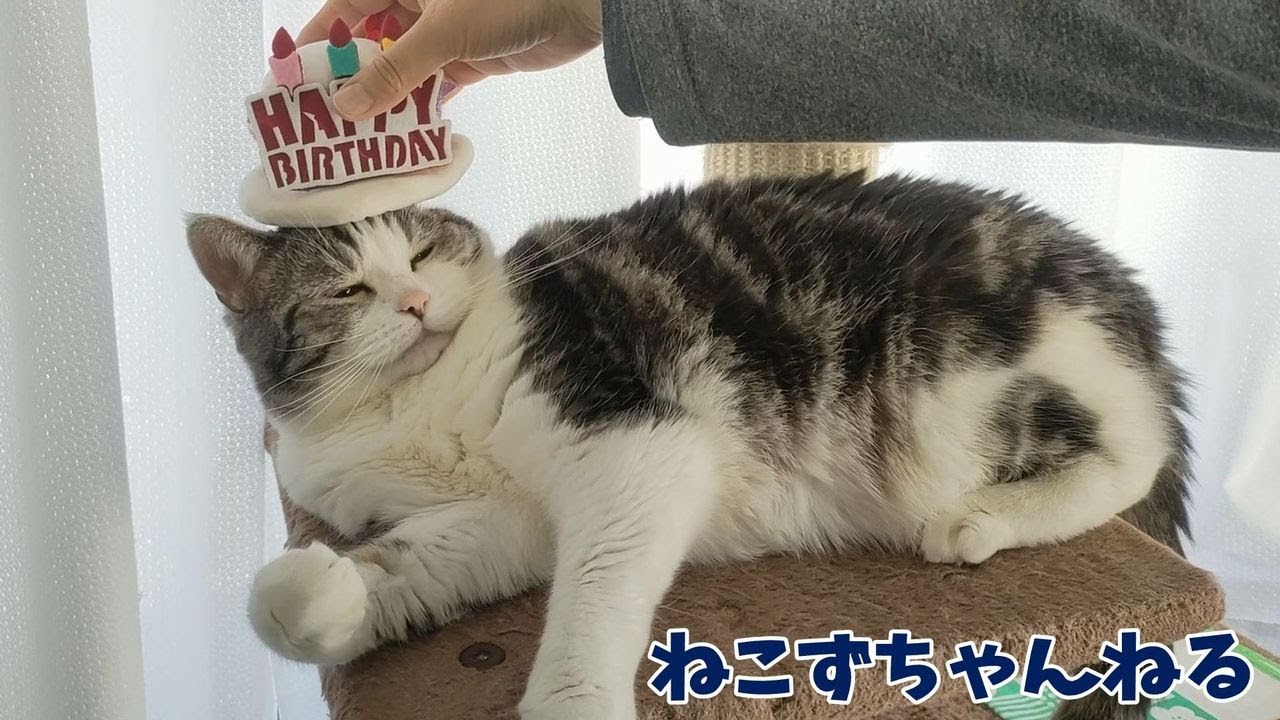 ハッピーバースディ♪５歳おめでとう♪　スコティッシュフォールド「ふく」　ねこずちゃんねる768 #猫 #ねこ #cat #スコティッシュフォールド