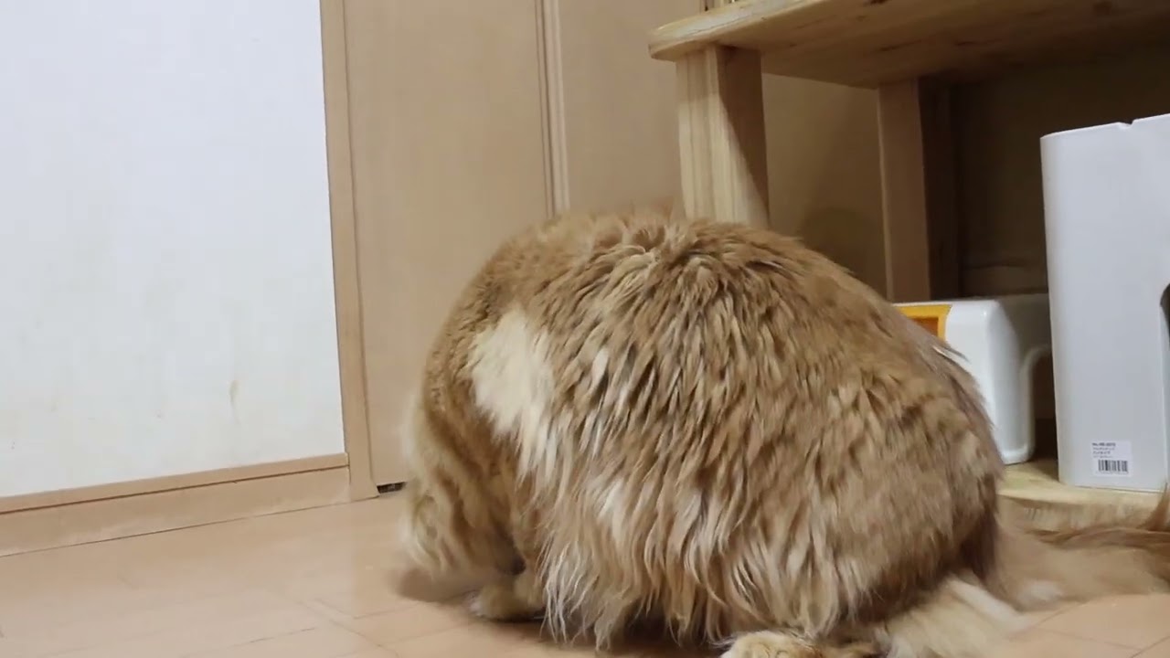 赤毛のメインクーンレッドライダー君