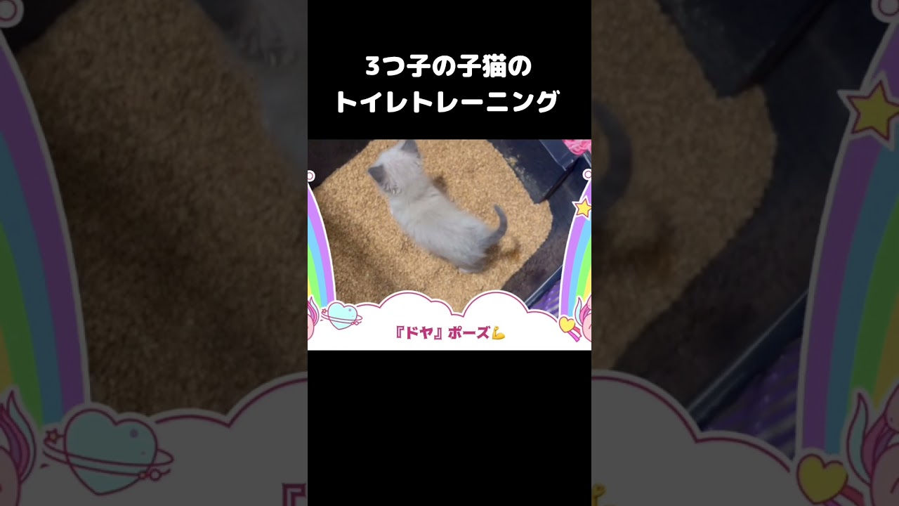 3つ子の子猫のトイレトレーニングの初日はこうなりました🤭 #shorts #猫 #ラグドール