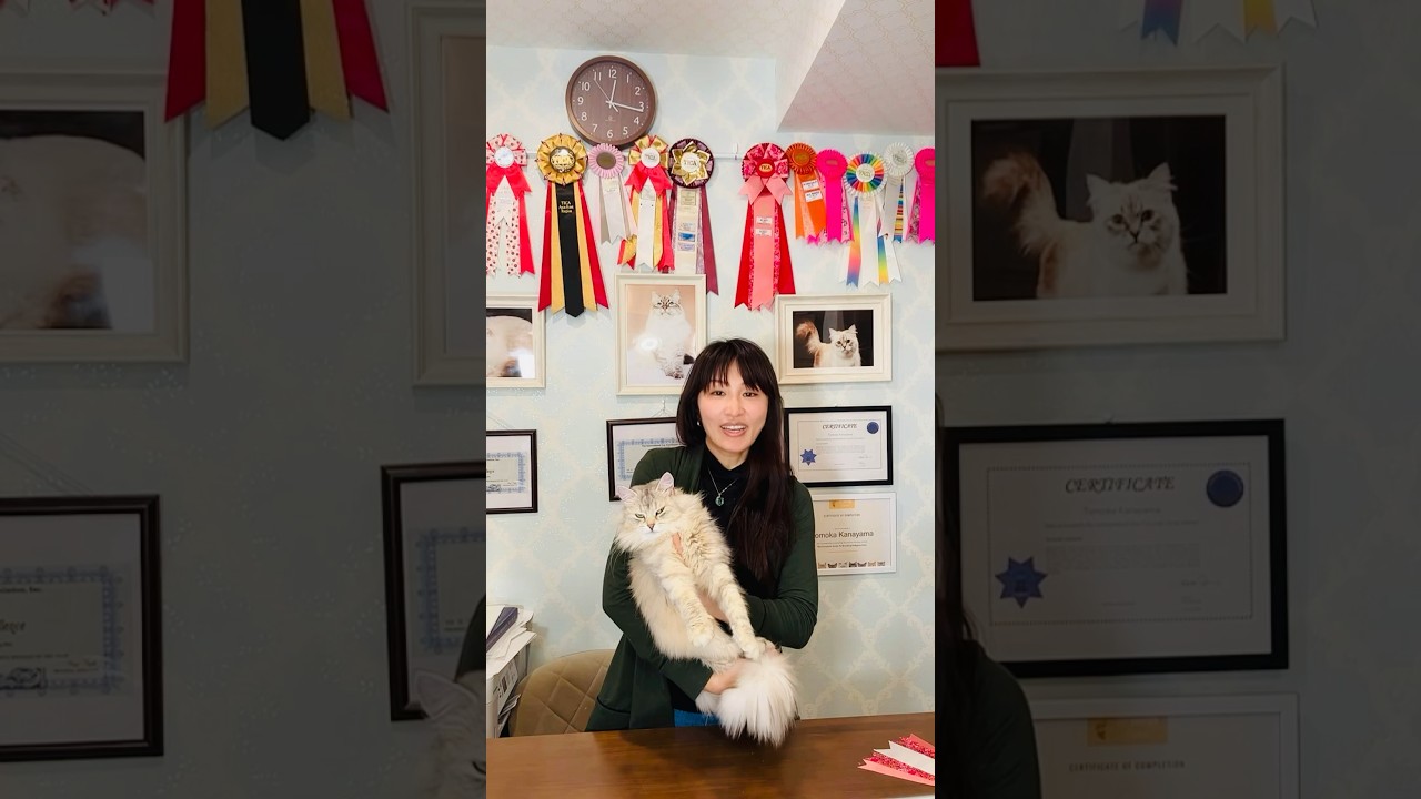 4/17 サイベリアン子猫ご紹介ライブ❣️猫カフェ・キャストのサラちゃん💕サンシャイン・シルバー(バイメタル)。サンシャインの男の子、産まれてます😻全編はライブから#サイベリアン #子猫