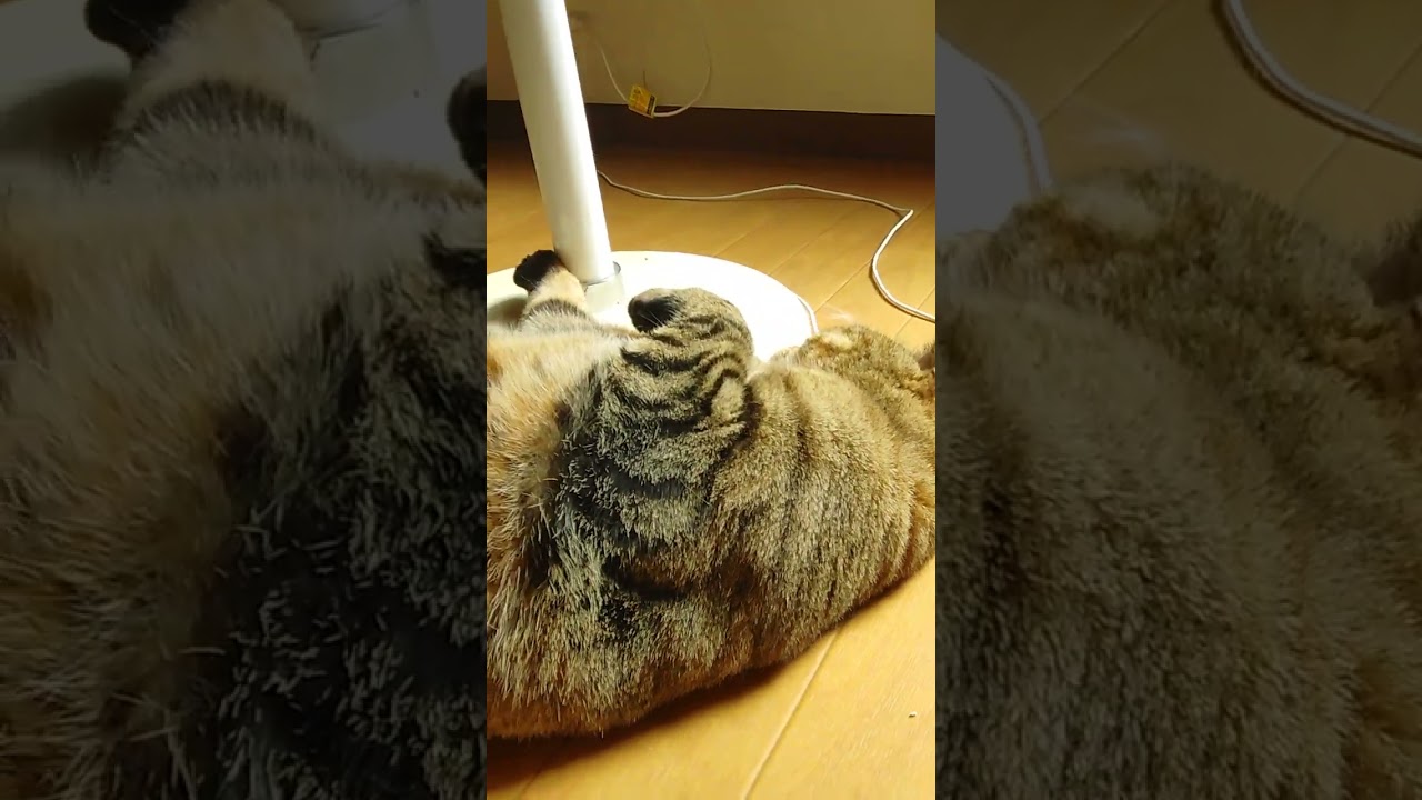 今日の大吉　　 #cat #catcute #日本猫