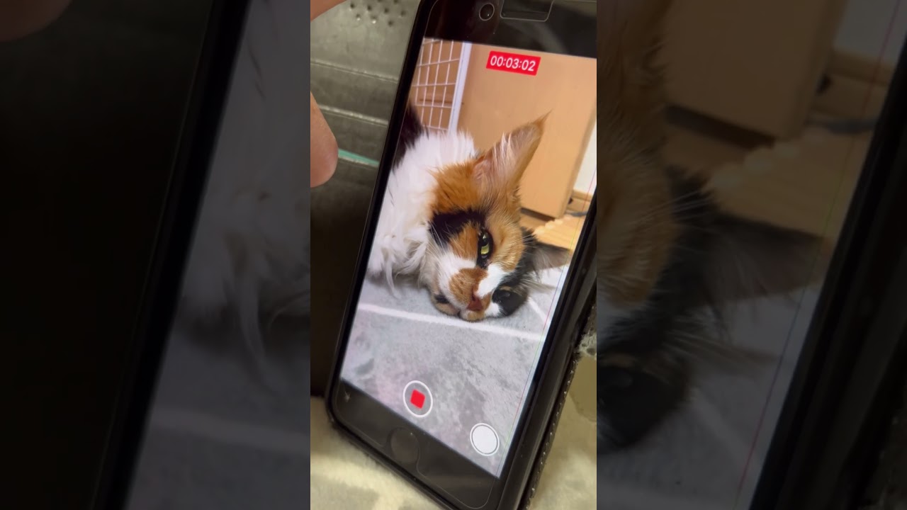 撮られてるパンク #うさぎのしっぽ #メインクーン