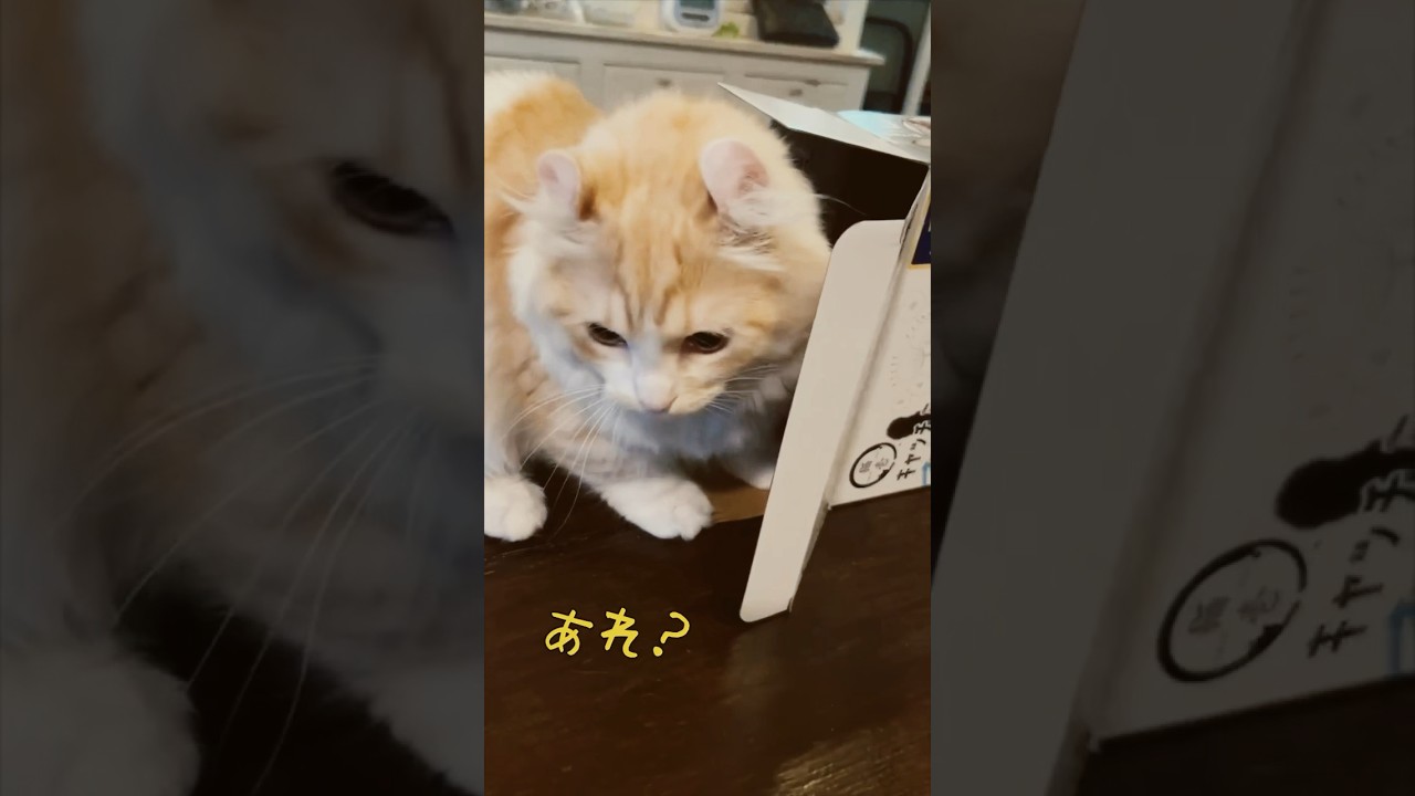 【キンカロー】無理を押し通す毛玉【マンチカール】