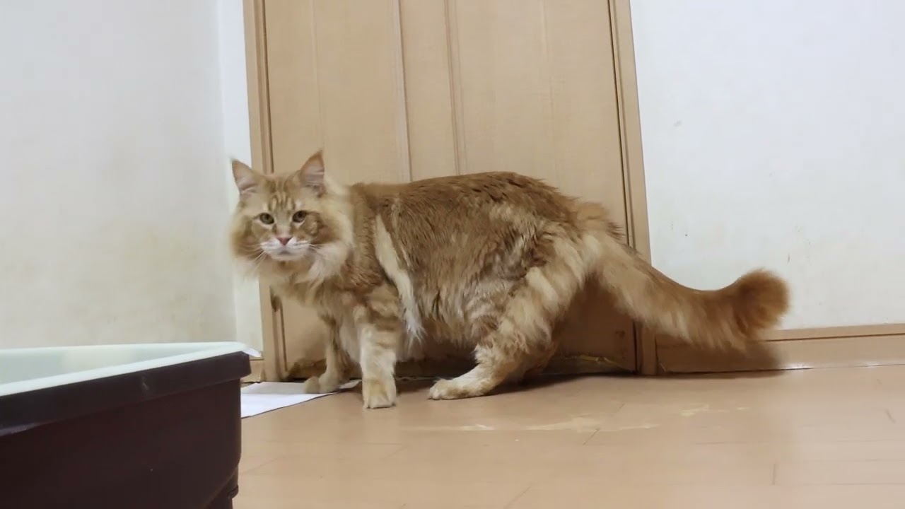 赤毛のメインクーンレッドライダー君