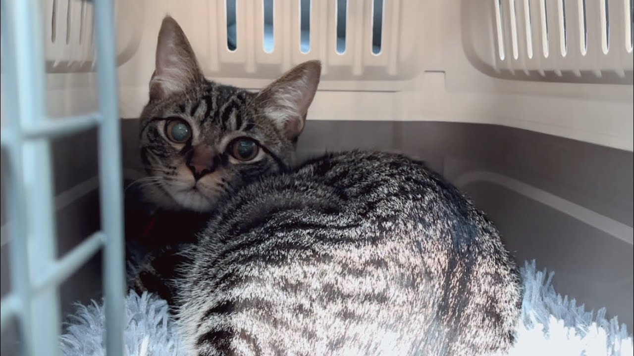 子猫が緊急手術！助かって良かった…