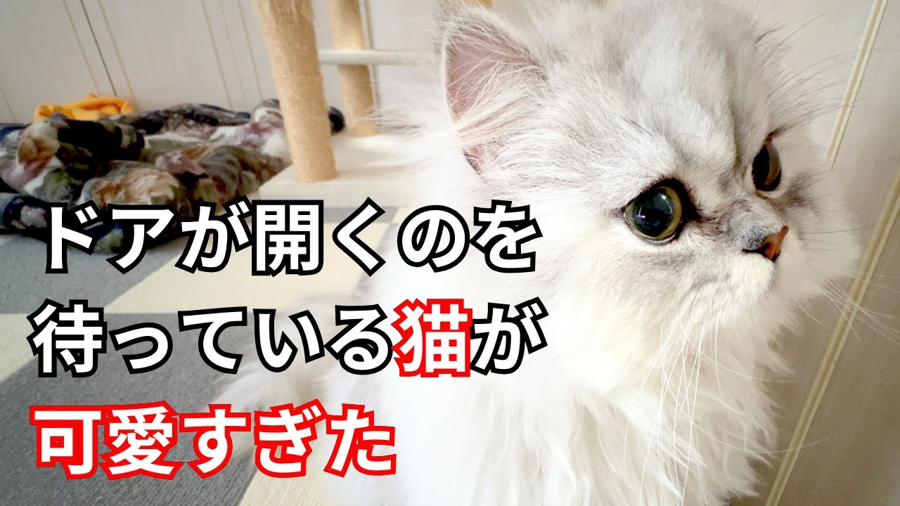 【ペルシャ猫】ドアが開くのを待っている猫が可愛すぎた