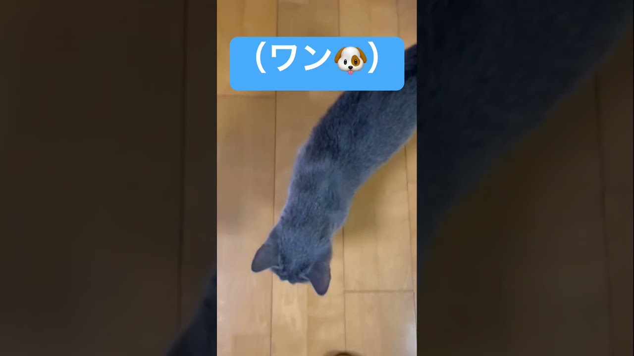 【猫ロシアンブルー】｢ワン🐶」お返事猫？そらちゃん❤️#shorts