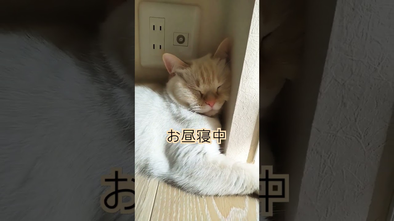 春の陽気に猫隠れる　#cutecatchannel
