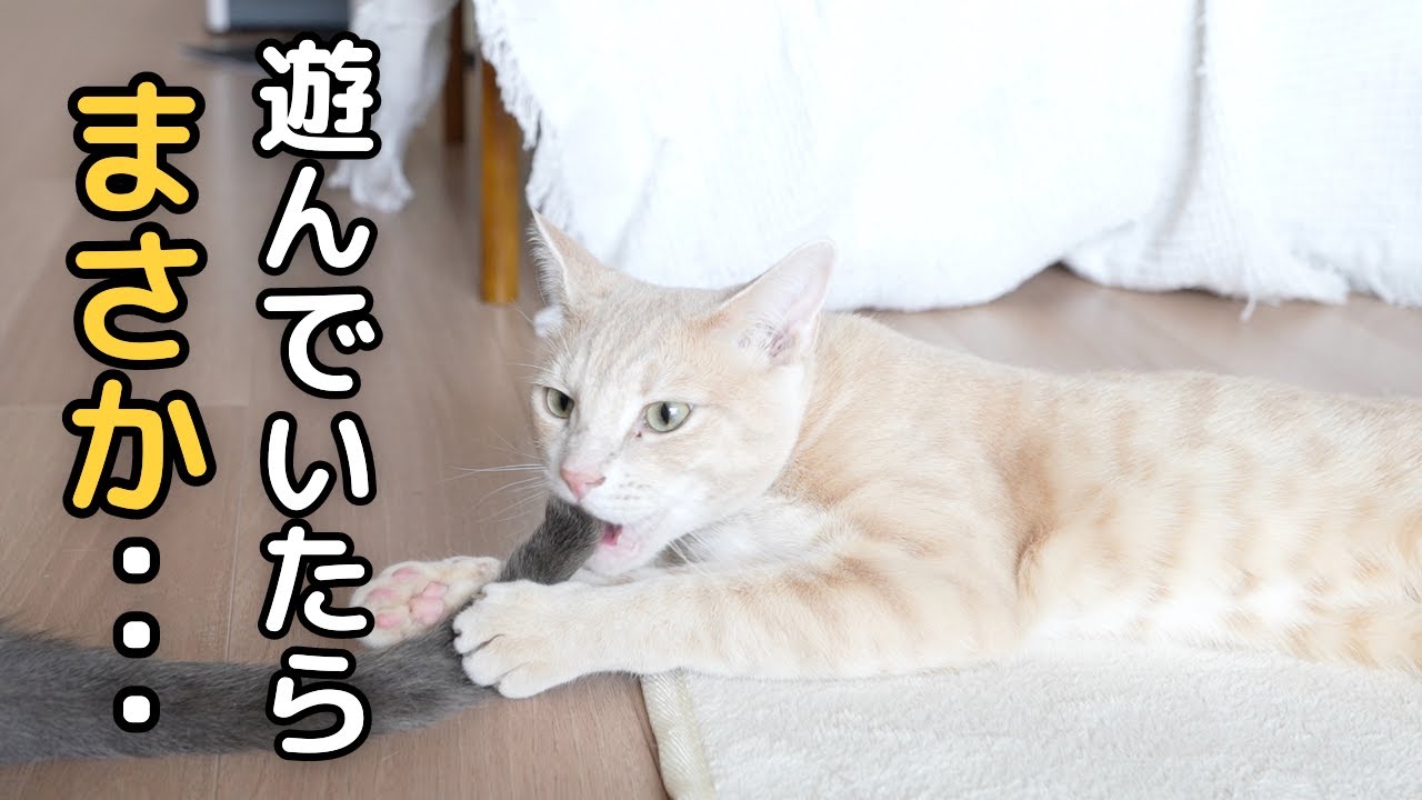エビのおもちゃと遊んでいた息子猫がなぜかこうなっちゃいました笑