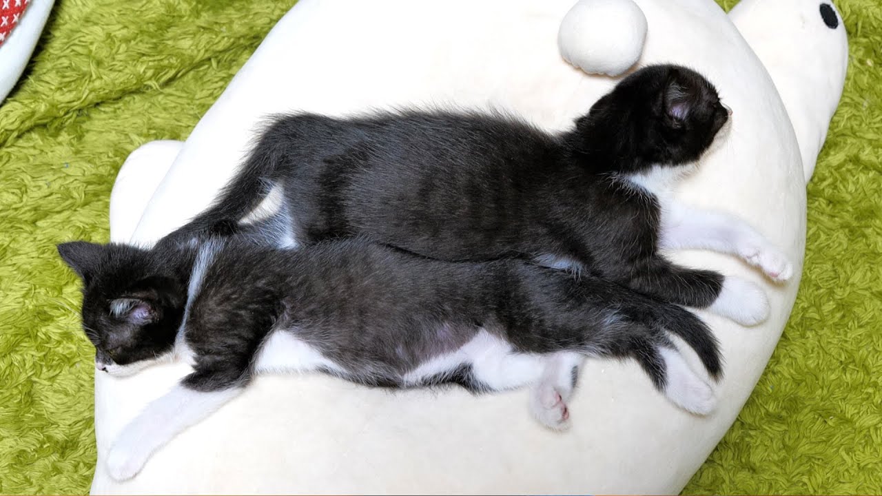 夢の中でも仲良しこよし💕【仲良し子猫姉妹の成長記録】