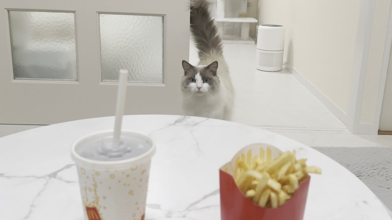 期間限定サムライマックを食べてたらラグドール猫がドン引きしてまさかのこうなりました。