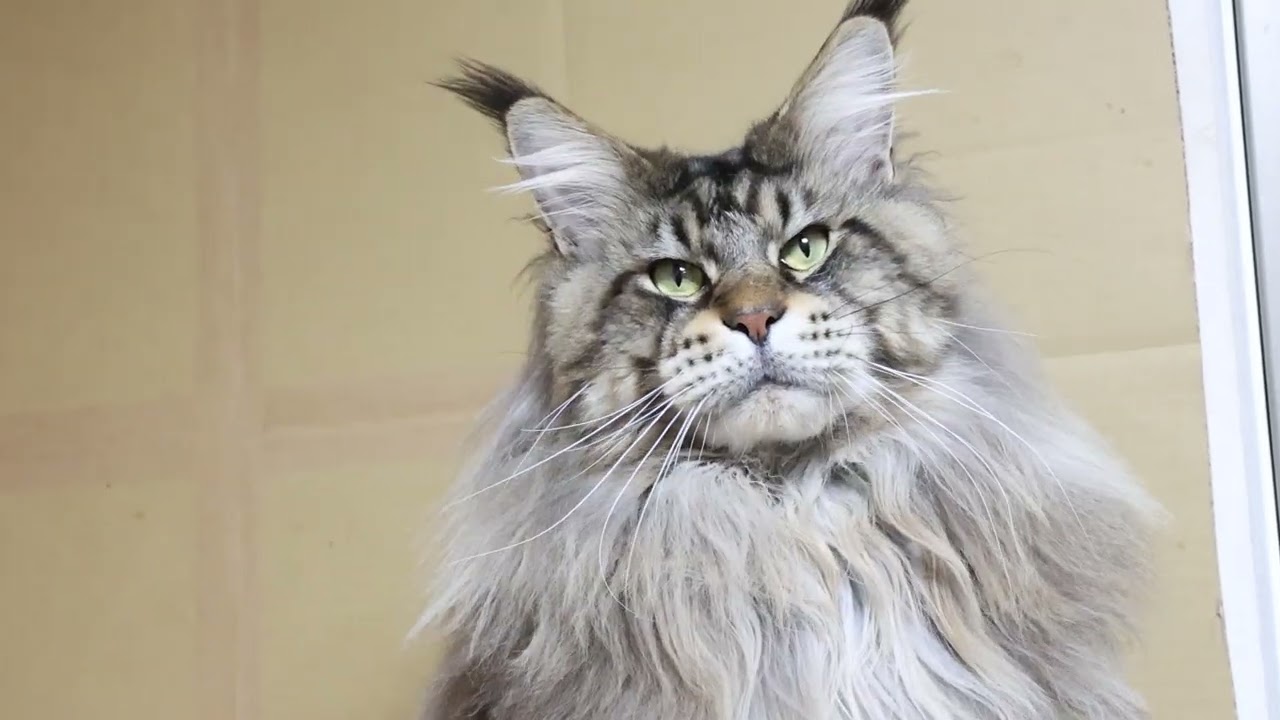 ライオンの様なメインクーンのレブロン君