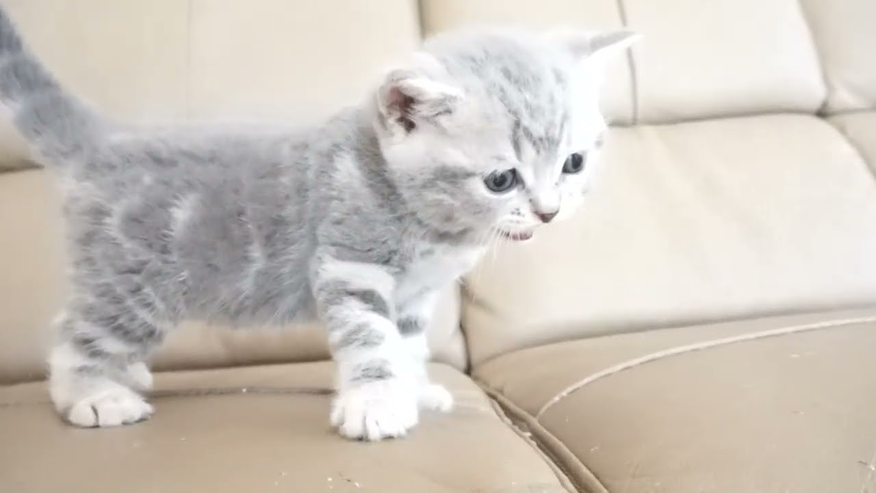 ブリティッシュショートヘアー子猫　British Shorthair　2023.2.12産まれ　ブルータビー　男の子　シーダキャット猫のお店