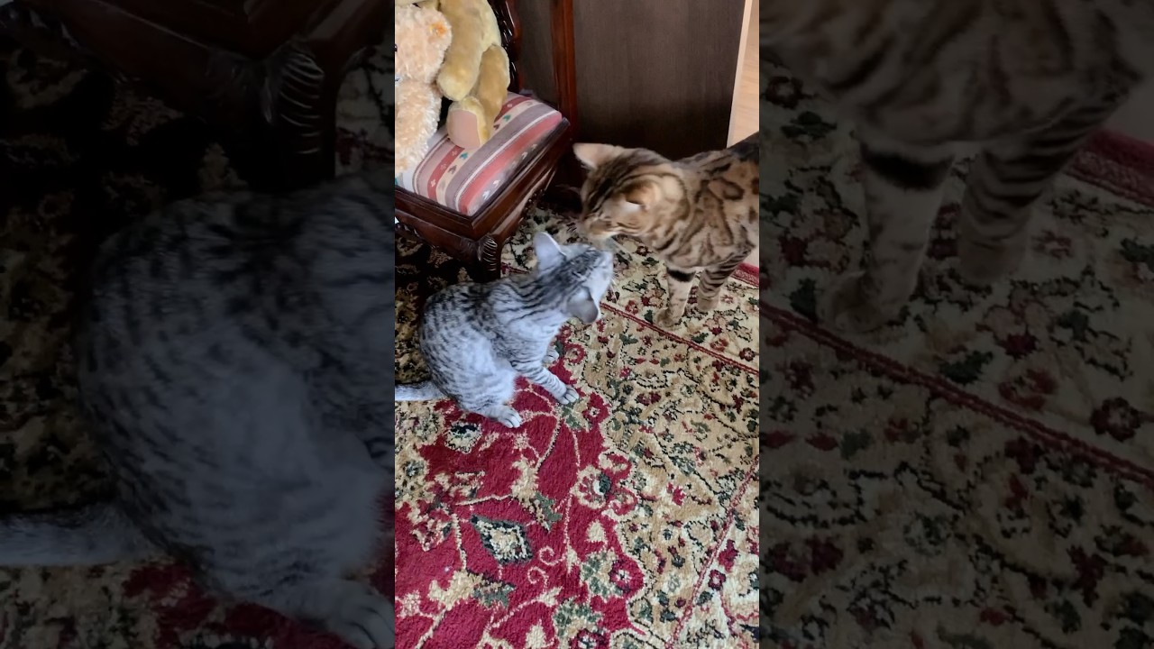 相も変わらずシンタローに手厳しいユキオはん😹 #cat #ベンガル #オシキャット#bengalcat #癒し動画 #ニャン #猫 #猫の喧嘩