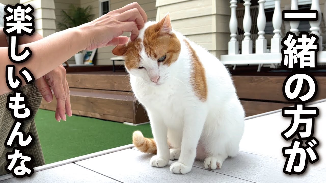 【甘えんぼ猫】家事も仕事もママのそば…超絶甘えんぼな猫がこちら