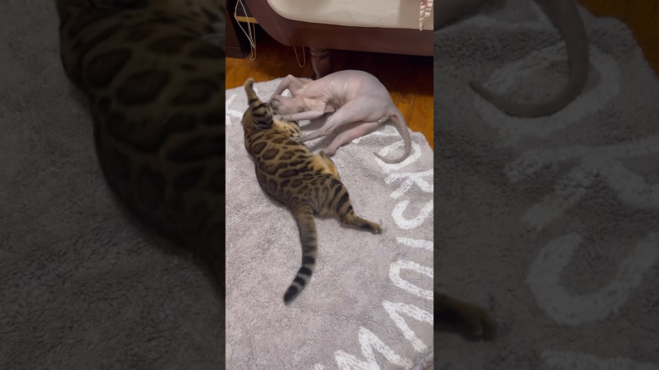 ベンガル猫と毛のない猫の喧嘩ww【スフィンクス猫】