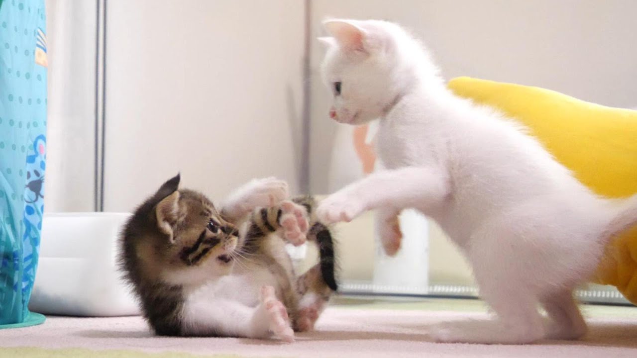 強すぎる子猫にビックリする子猫【赤ちゃん猫　保護猫】