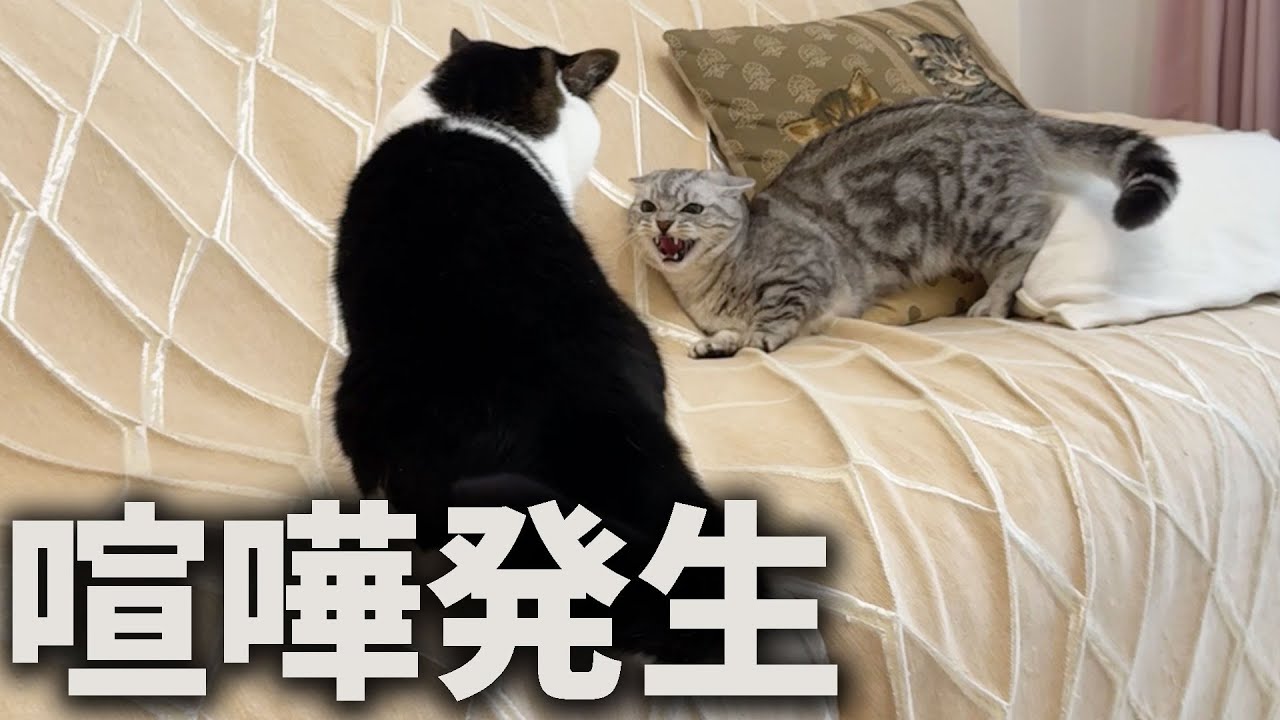 息子猫と子猫のそらくんが喧嘩しちゃいました…！！！