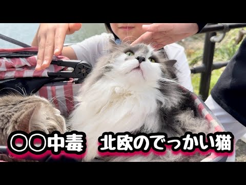 ノルウェージャンフォレストキャットが和の猫じゃらしに取り憑かれた話