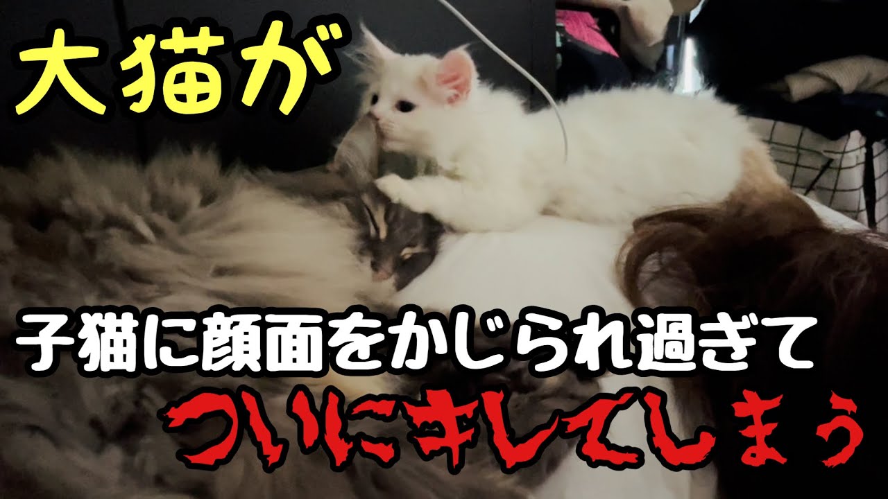 子猫に顔面をかじられて過ぎてキレてしまう大猫