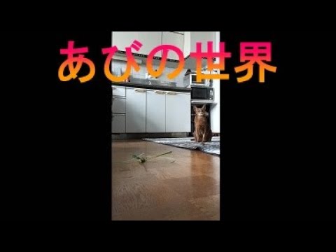 ネコ動画あび＃3431　あびの毎日　アビシニアン　あび