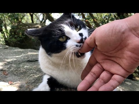 「来た！」撫でるとペタンとお座り甘噛みハチワレ猫たち7匹の猫の集会