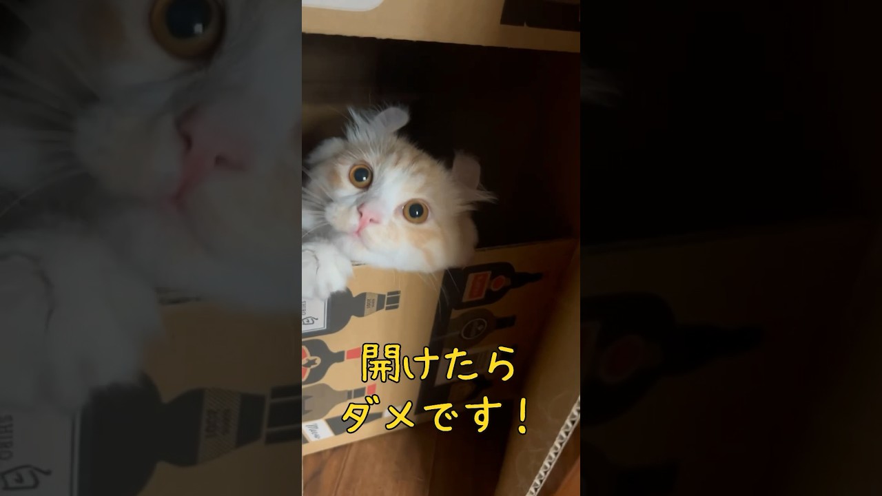 【キンカロー】中に毛玉が入ってました【マンチカール】