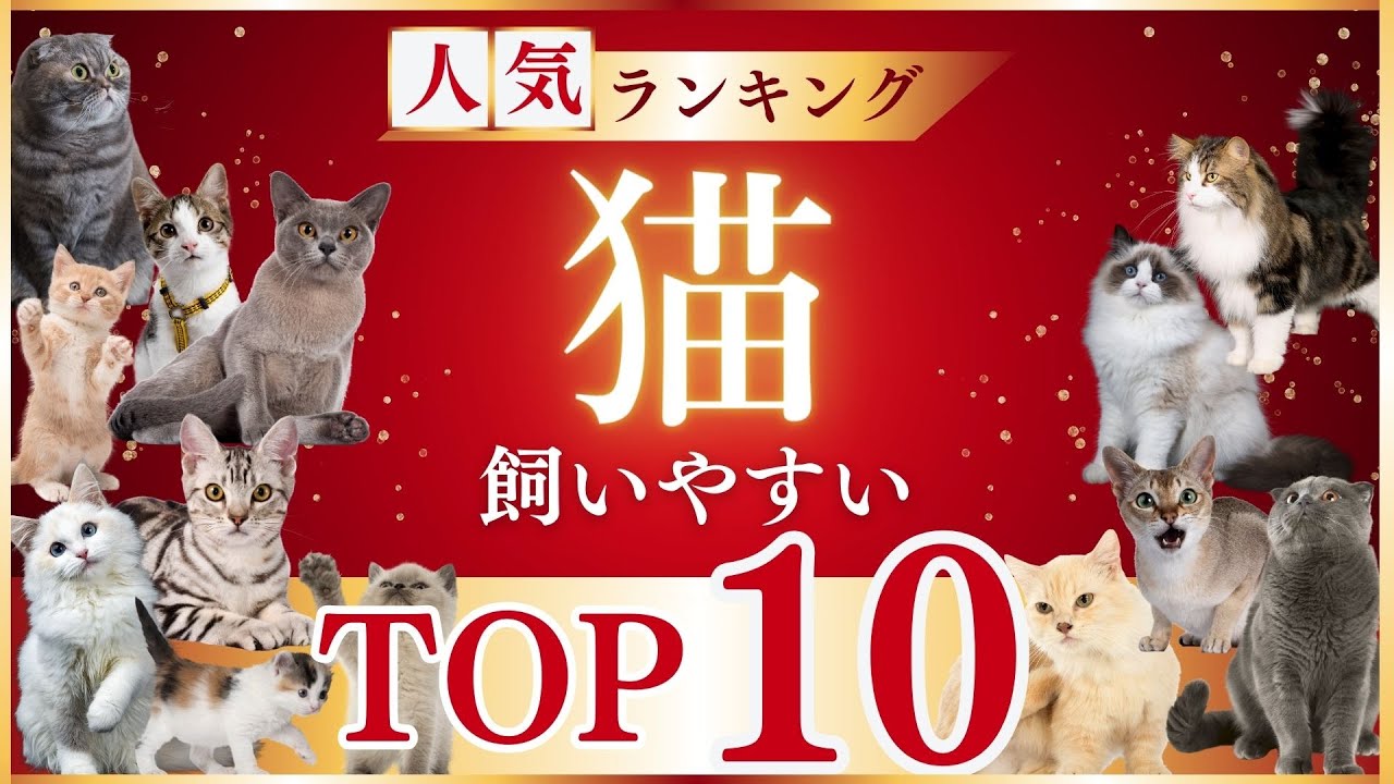 初心者でも飼いやすいおすすめの猫ランキング10選（注意点あり）
