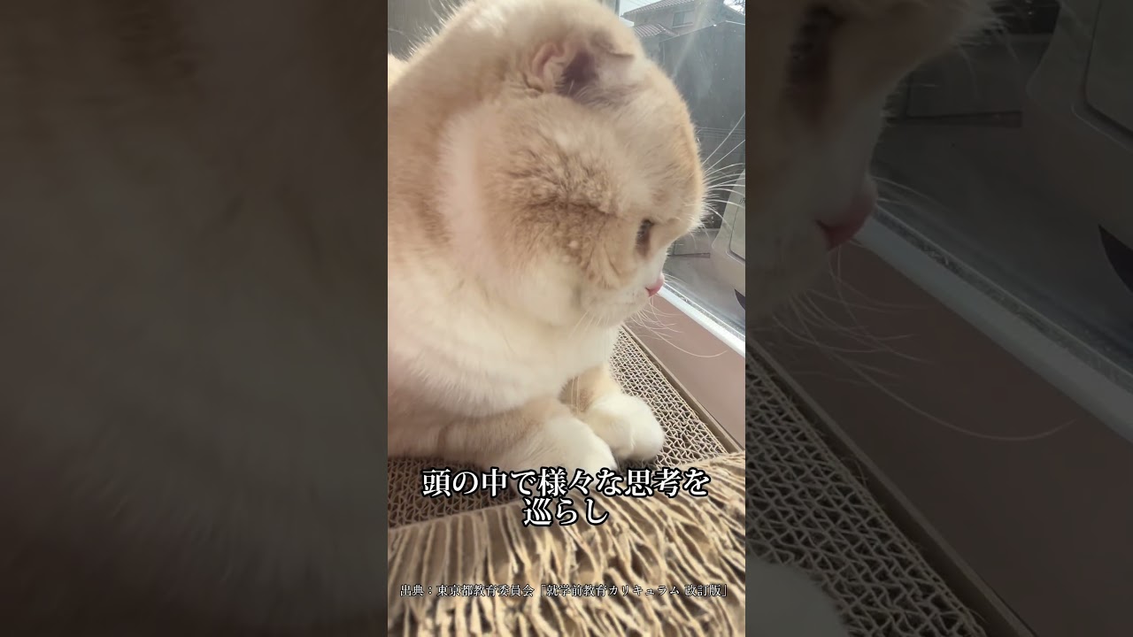 思い当たる節があるはず#スコティッシュフォールド #猫 #バズれ