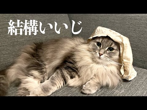 【猫アテレコ】シルクのナイトキャップをもらってご機嫌な金沢弁をしゃべる猫 ノルウェージャンフォレストキャット