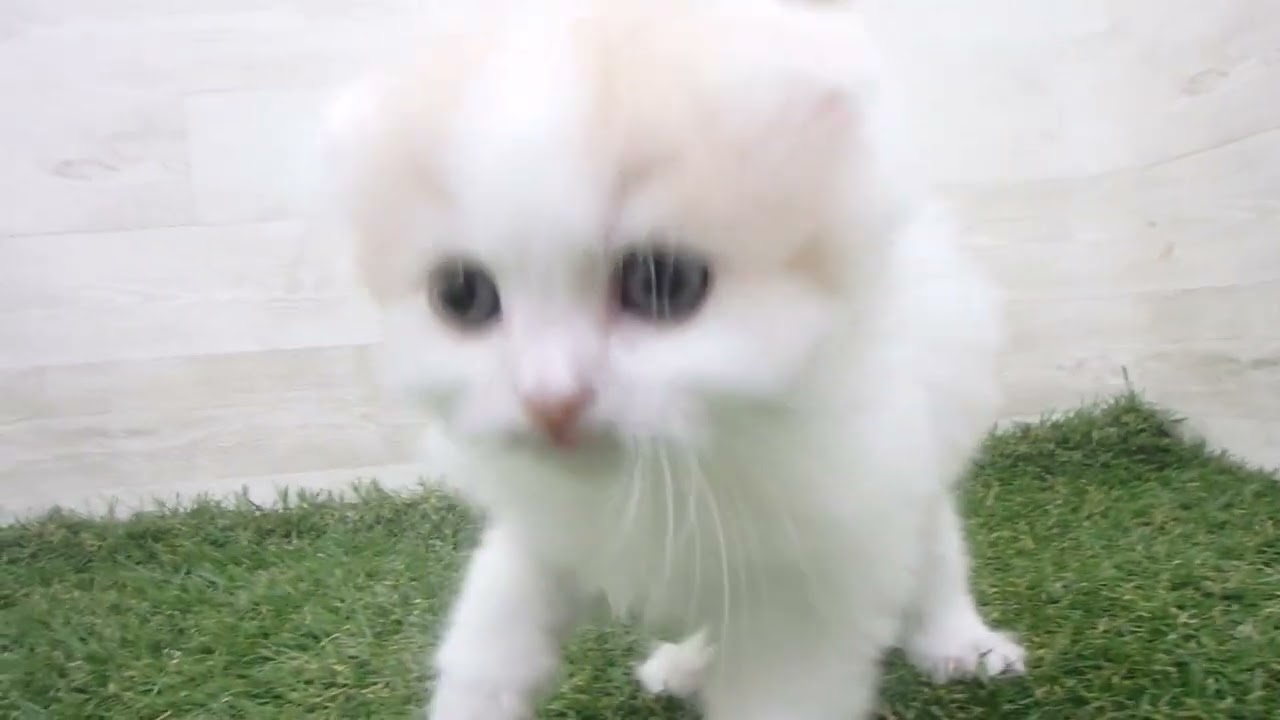 00671257 スコティッシュフォールド