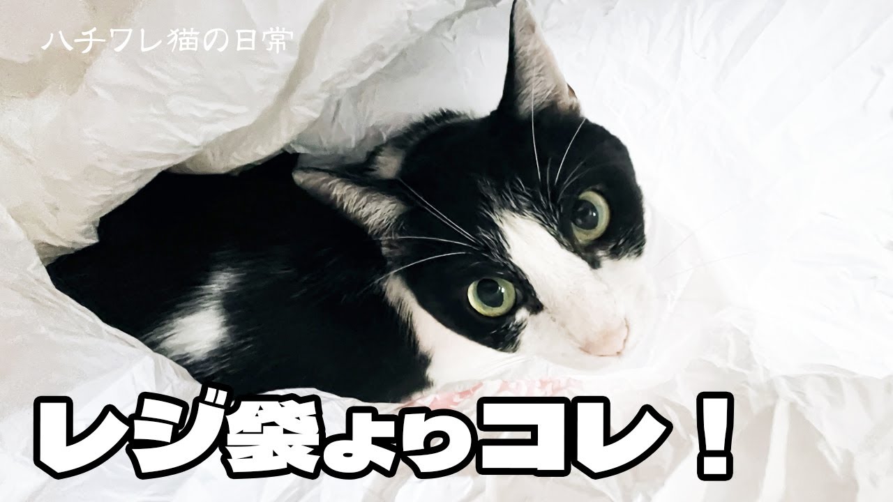 猫がレジ袋好きって聞いたことありますか？