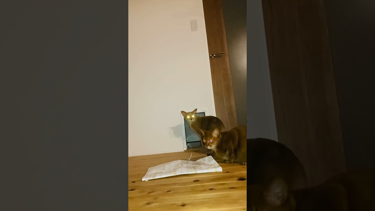 真夜中の情事#猫#こころ＃いぶりん#アビシニアン#レッド#フォーン#cat#abyssinian#red#fawn#midnight#incident
