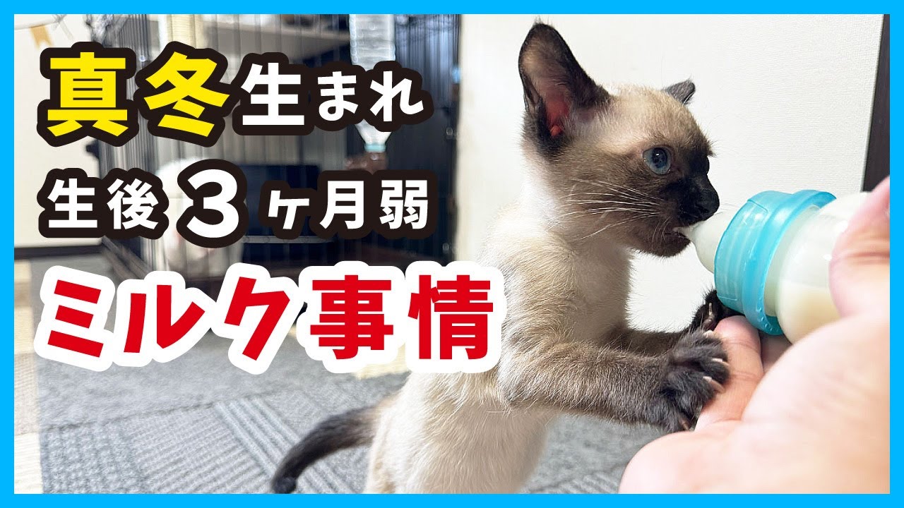 【子猫の卒乳】可愛いミルク姿もぼちぼち見納め？真冬に生まれた子猫たちの成長記録。（冬69）