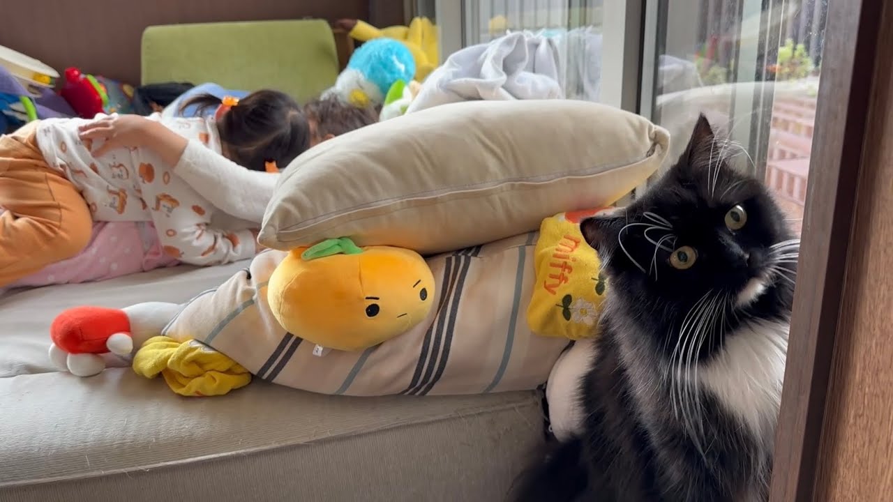 ゆっくり独占する猫と皆んなとごちゃごちゃ過ごす猫　ノルウェージャンフォレストキャット　ラガマフィンA cat monopolizing and being pampered. Ragamuffin
