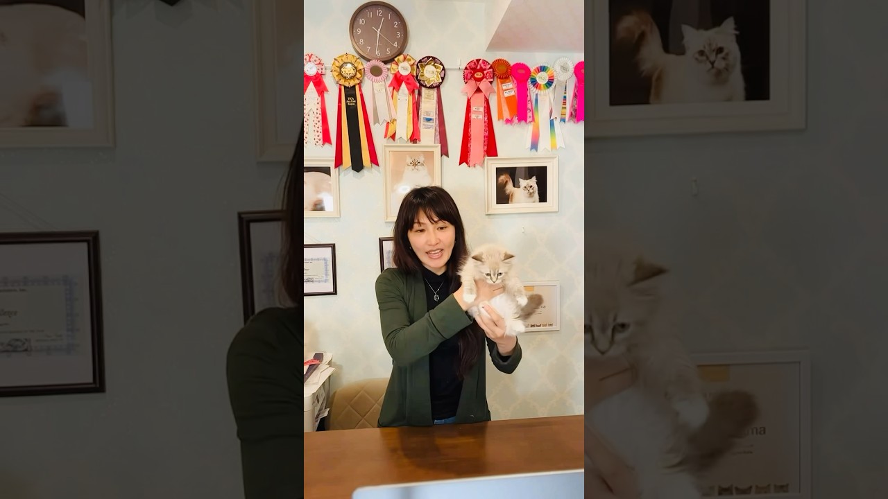 4/19 サイベリアン子猫ご紹介ライブパート3❣️全編はこのYouTubeアカウントのライブからご覧下さい😻 #サイベリアン #子猫 #ペットショップ #猫カフェ