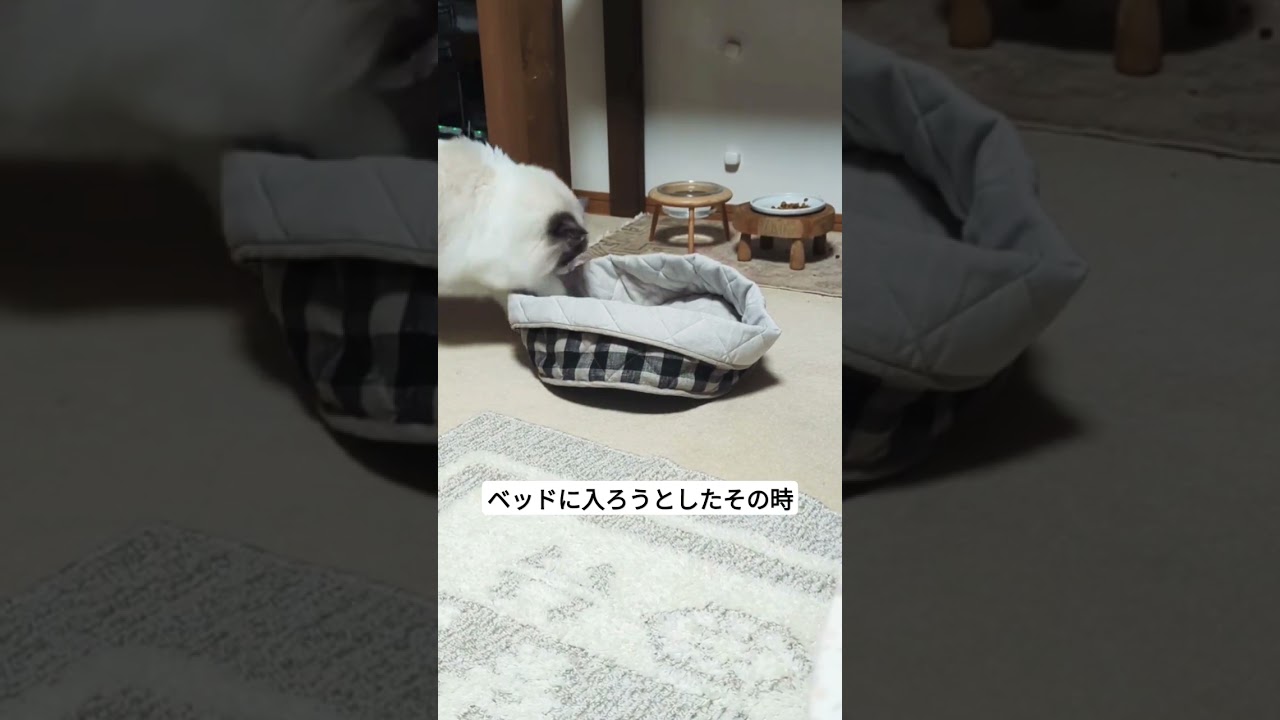 不意打ちでふっ飛ばされるラグドール#cat #ragdoll #おもしろ猫 #ラグドール　#メインクーン #shorts