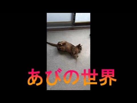 ネコ動画あび＃3488　あびの毎日　アビシニアン　あび