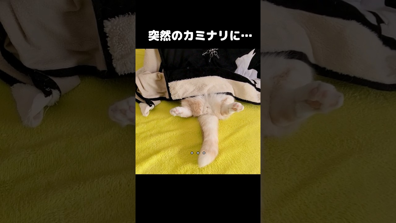 突然の落雷に猫がこうなってた...笑#shorts