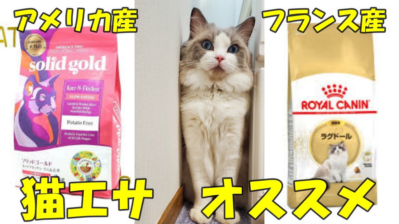 猫エサおすすめ　ソリッド・ゴールドとロイヤルカナン　ラグドールの食べ比べ対決　ラグドール猫　【モフニャン】part214