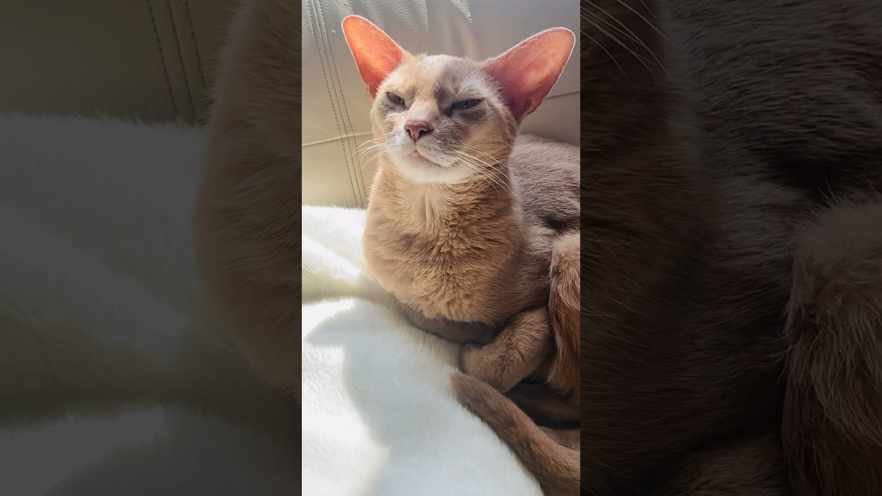 昼下がりのひととき🫖🫧#猫#そらちゃん#いぶりん#こころ#ロシアンブルー#アビシニアン#レッド#フォーン#cat#russianblue#abyssinian#fawn #red#ランチタイム