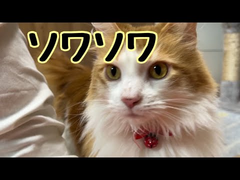 ソワソワしちゃう猫【マリー（メインクーン）】