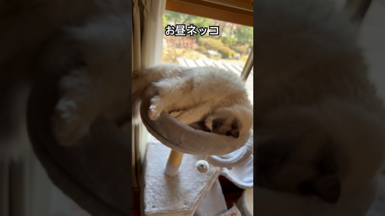 【ラグドールのわたげ】キャットタワーに収まる猫 #猫 #ラグドール