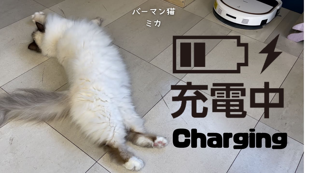 バーマン猫ミカ【充電中】Charging（バーマン猫）Birman/Cat